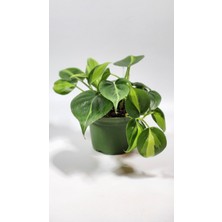 Plant Momzie Philodendron Hederaceum Brasil