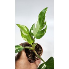 Plant Momzie Philodendron White Princess