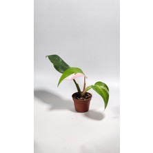 Plant Momzie Philodendron White Princess