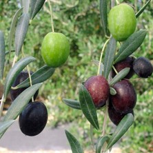 Doğaşık "3 Yaşında Gemlik Zeytin Fidanı - Bahçenize Sofralık Zeytinler"