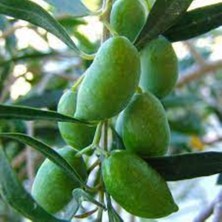 Doğaşık "3 Yaşında Gemlik Zeytin Fidanı - Bahçenize Sofralık Zeytinler"