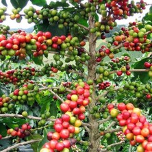 e-fidancim 10 Adet Kendine Verimli Coffea Arabica Kahve Fidesi Bedava Kargo