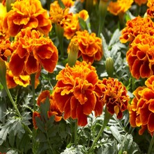 Patika Botanik 50 Adet Karagöz (Tagetes L.) Çiçek Tohumu