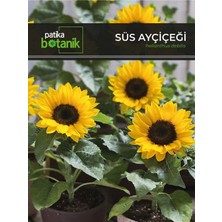 Patika Botanik 50 Adet Süs Ayçiçeği (Helianthus Debilis) Çiçek Tohumu