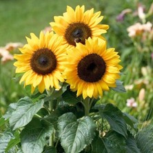 Patika Botanik 50 Adet Süs Ayçiçeği (Helianthus Debilis) Çiçek Tohumu