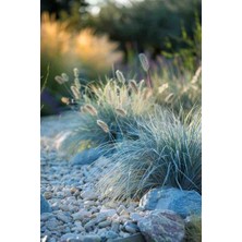 Doğaşık 2 Yaşında Tüplü Mavi Çim Fidanı - Bahçenize Modern Bir Dokunuş"