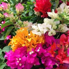 e-fidancim 2 Adet Mix Karışık Renkli Begonvil Çiçeği Fidesi Paper Potta