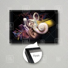 Sml Tablo Kulak Anatomisi Ear Duyma Kulak Burun Boğaz Ent Çerçeveli Yatay Kanvas Tablo