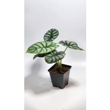 Plant Momzie Alocasia Baginda Silver Dragon