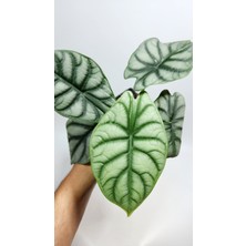 Plant Momzie Alocasia Baginda Silver Dragon