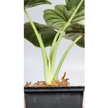 Plant Momzie Alocasia Baginda Silver Dragon