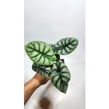 Plant Momzie Alocasia Baginda Silver Dragon