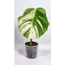 Plant Momzie Monstera Deliciosa 'albo Variegata'