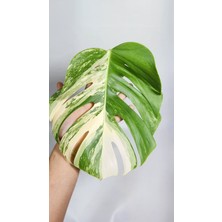 Plant Momzie Monstera Deliciosa 'albo Variegata'