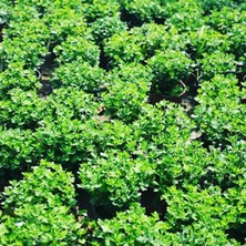 Isparta Gülü Turuncu Kasımpatı Krizantem Chrysanthemum 10-20 cm