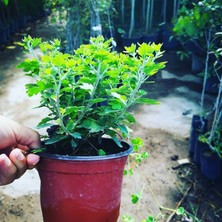 Isparta Gülü Turuncu Kasımpatı Krizantem Chrysanthemum 10-20 cm