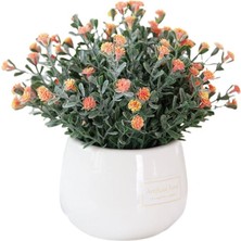 Isparta Gülü Kasımpatı Krizantem Chrysanthemum Karışık Renk Saksılı 10-20 cm