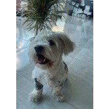 Eveo Hawaii Gömlek Lüks Yazlık Yakışıklı Tatil Gömleği Köpek Kıyafeti (Beden Tablosu Mevcuttur.)
