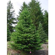 Doğaşık 2 Yaşında Tüplü Yeşil Ladin Çamı (Picea Abies) Fidanı - Bahçeniz Için Dayanıklı ve Estetik Bir Seçim