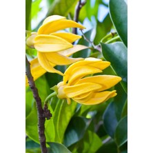 Mefy Ylang Ylang Yağı 50 ml