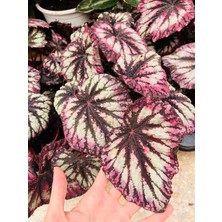 Denizin Garden Begonya Rex Begonya (Yaprak Begonia)