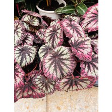 Denizin Garden Begonya Rex Begonya (Yaprak Begonia)