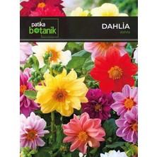 Patika Botanik 30 Adet Dahlia (Yıldız) Çiçek Tohumu