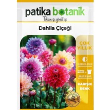 Patika Botanik 30 Adet Dahlia (Yıldız) Çiçek Tohumu