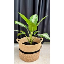 AGAPI Aglaonema Pattaya-Ofis Salon Iç Mekan Bitkisi