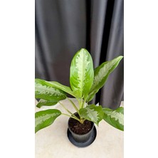 AGAPI Aglaonema Pattaya-Ofis Salon Iç Mekan Bitkisi