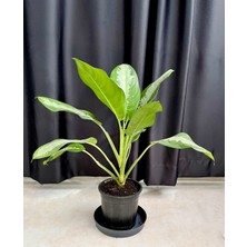 AGAPI Aglaonema Pattaya-Ofis Salon Iç Mekan Bitkisi