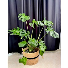 AGAPI Monstera Deliciosa-Deve Tabanı Xl 100-110 cm Dolgun Formlu