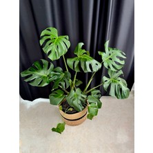 AGAPI Monstera Deliciosa-Deve Tabanı Xl 100-110 cm Dolgun Formlu