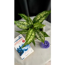 AGAPI Aglaonema Pınk Prıncess-Yeşil Ofis Salon Bitkisi