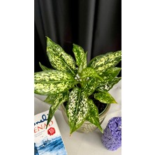 AGAPI Aglaonema Pınk Prıncess-Yeşil Ofis Salon Bitkisi