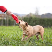 Bama Köpek Oyuncağı