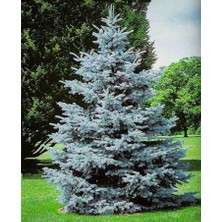 Doğaşık 4 Adet 2 Yaşında Tüplü Mavi Ladin (Picea Pungens 'glauca') Fidanı - Bahçenize Kalıcı Güzellik ve Zarafet Katın