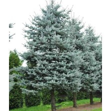 Doğaşık 4 Adet 2 Yaşında Tüplü Mavi Ladin (Picea Pungens 'glauca') Fidanı - Bahçenize Kalıcı Güzellik ve Zarafet Katın