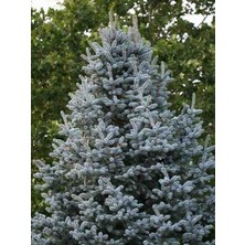 Doğaşık 4 Adet 2 Yaşında Tüplü Mavi Ladin (Picea Pungens 'glauca') Fidanı - Bahçenize Kalıcı Güzellik ve Zarafet Katın