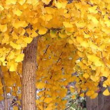 Doğaşık 3 Adet 2 Yaşında Tüplü Mabet Ağacı (Ginkgo Biloba) Fidanı - Bahçeniz Için Zarif ve Tarihi Bir Seçim