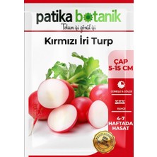 Patika Botanik 400 Adet Yerli Ata İri Kırmızı Turp Tohumu