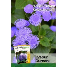 Patika Botanik 100 Adet Vapur Dumanı (Ageratum Houstanianum) Çiçek Tohumu