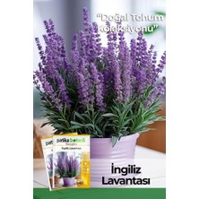 Patika Botanik 20 Adet Bodur (Saksılık) Ingiliz Lavantası Tohumu (English Lavender)