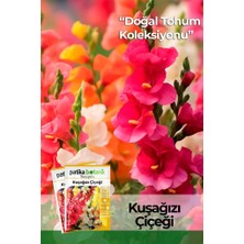 Patika Botanik 100 Adet Kuşağzı (Aslanağzı) (Antirrhinum Majus) Çiçek Tohumu