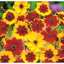 Patika Botanik 100 Adet Kız Gözü (Coreopsis Tinctoria) Çiçek Tohumu