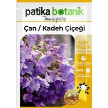 Patika Botanik 100 Adet Çan Kadeh (Campanula L.) Çiçek Tohumu