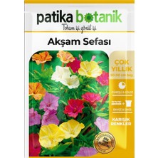 Patika Botanik 15 Adet Akşam Sefası Tohumu