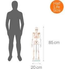 Eğitim Maketleri Insan Iskeleti Modeli Kas Bölgeleri Işaretlenmiş 85 cm