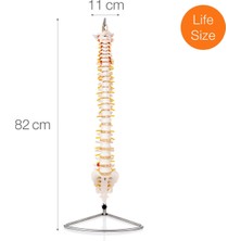 Eğitim Maketleri Omurga (Vertebra) Modeli - Omurga Maketi