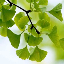 Antep Istachios Ginko Biloba Mabet Ağacı 3 Adet Tohum Orijinal Yeni Sezon Ürünü